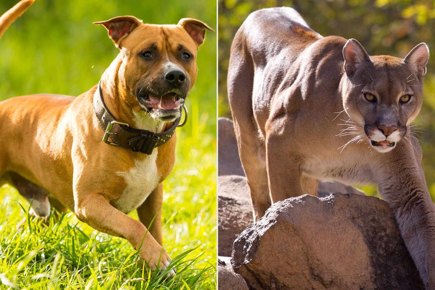 Lion Is a Dog – Myths, Facts, and Fascinating Comparisons