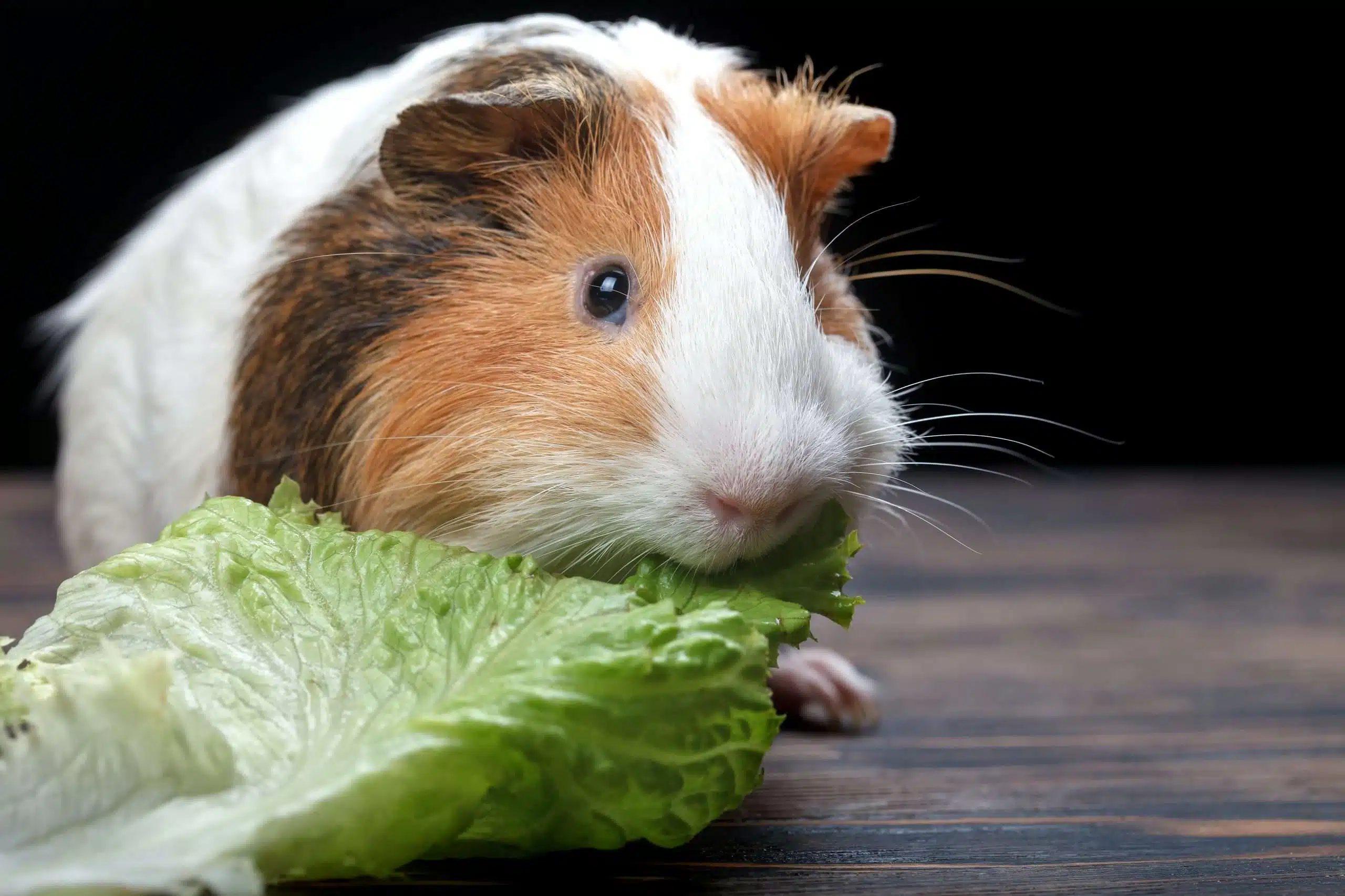 Guinea pig eating fresh green lettuce leaf, showing safe leafy vegetables similar to cabbage for guinea pigs