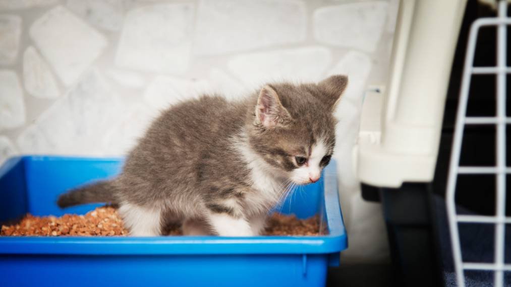 How Often Do Kittens Poop – What’s Normal and What’s Not
